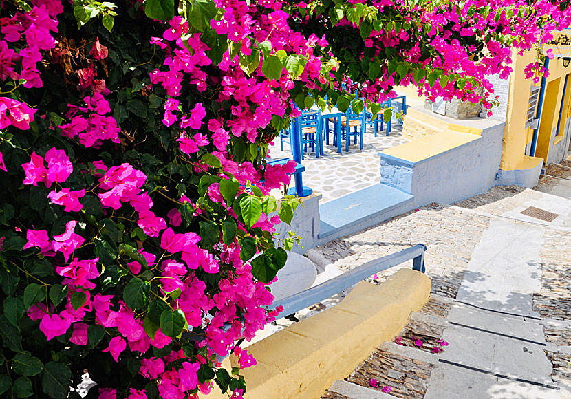 Bougainvillea i Ano Syros.