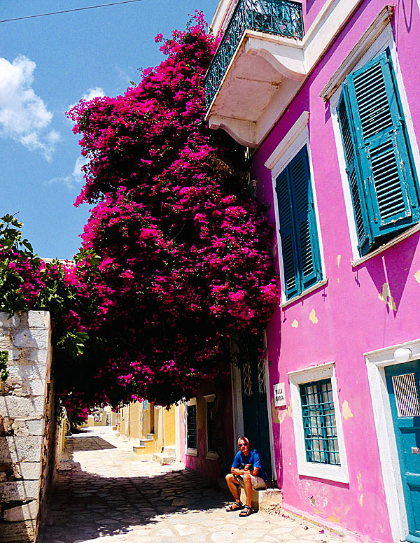 Tjuren Ferdinand trivs bättre i Grekland där han kan lukta på blommorna på Syros. 