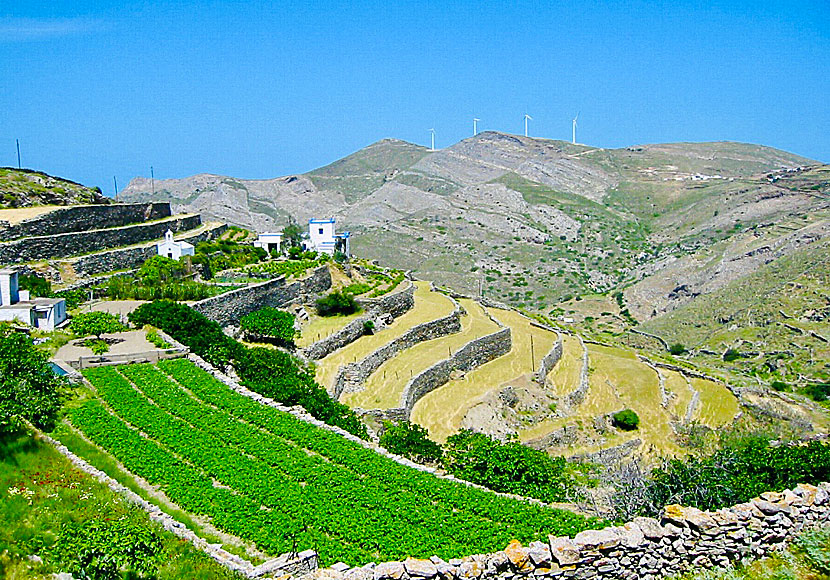 Vandra på norra Syros i Kykladerna.