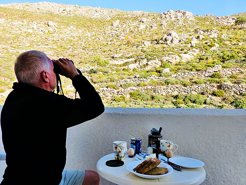 Fågelskådning med frukost på balkongen på Annas Studios i Livadia