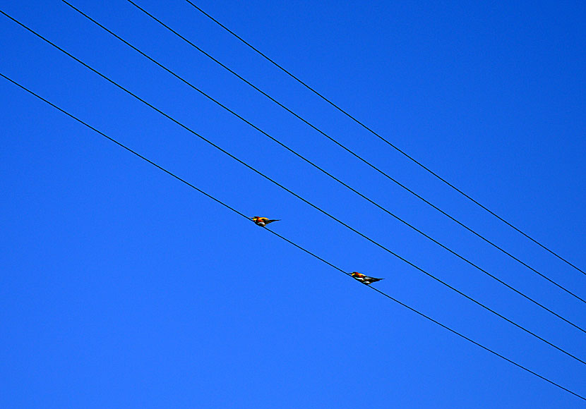 Bird on the wire med Leonard Cohen i Arkesini på Amorgos i Grekland.