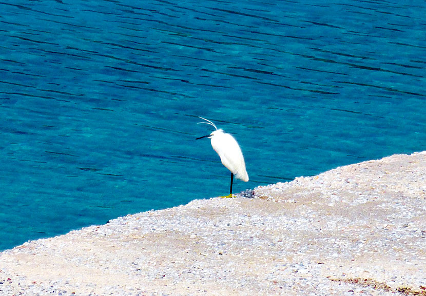 Silkeshäger i Agios Stefanos.