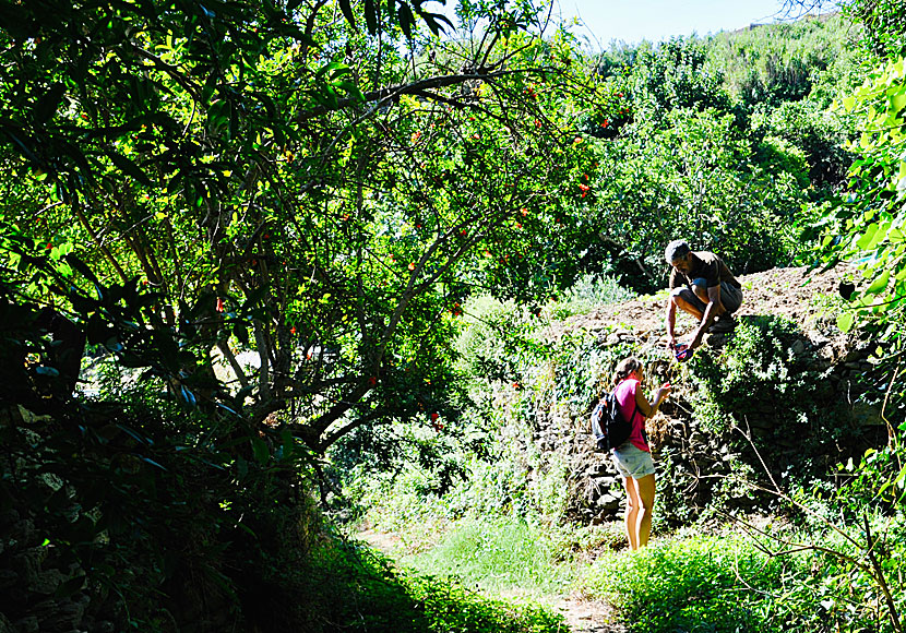 Utanför Tarabados ligger trädgårdar där det växer fikon, plommon och citrusfrukter. 