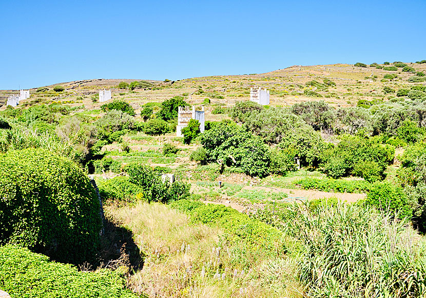 Tarabados på Tinos är känt för sina många duvhus och duvslag.