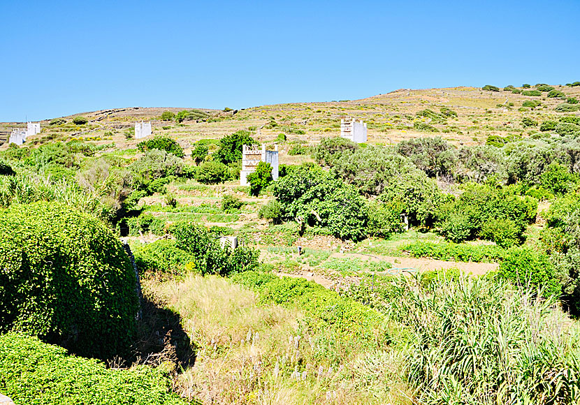 Tarabados. Tinos. Kreikka.