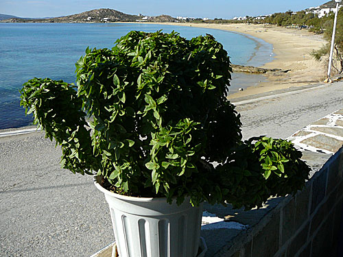 Naxos.