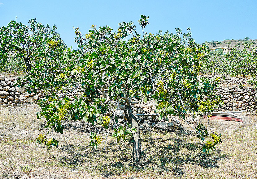 Pistageträd växer på många ställen på Egina i Grekland. Från håll ser de ut som olivträd.