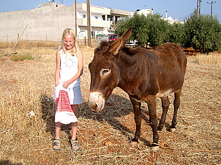 Åsnor på Kreta.