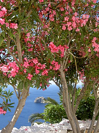 Panagia Chozoviotissa. Amorgos.