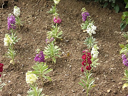 Späda blommor.
