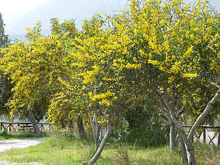 Mimosaträd. Peloponnesos.