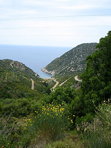 Megalos Mourtias. Alonissos.