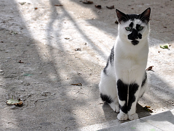 Katter på Naxos.