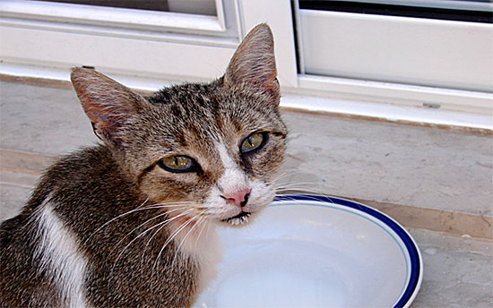Katt Samos.