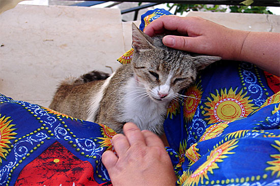 Katt Samos.