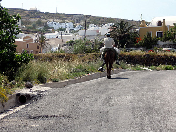 Åsnor på Santorini.