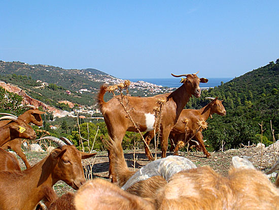 Utsikt ner mot Skopelos stad.