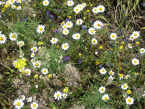 Fler vårblommor. Lesbos.