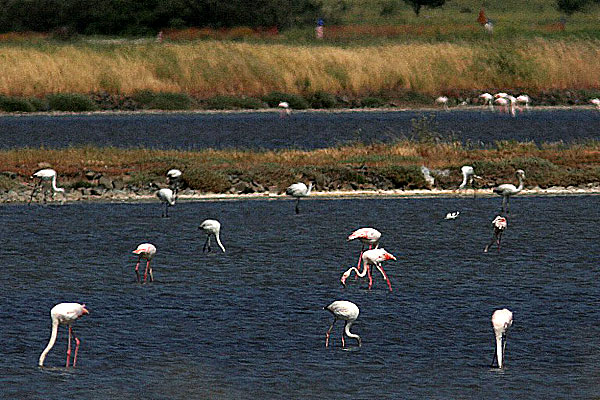 Flamingos i saltsaliner utanför Kalloni. Lesbos.