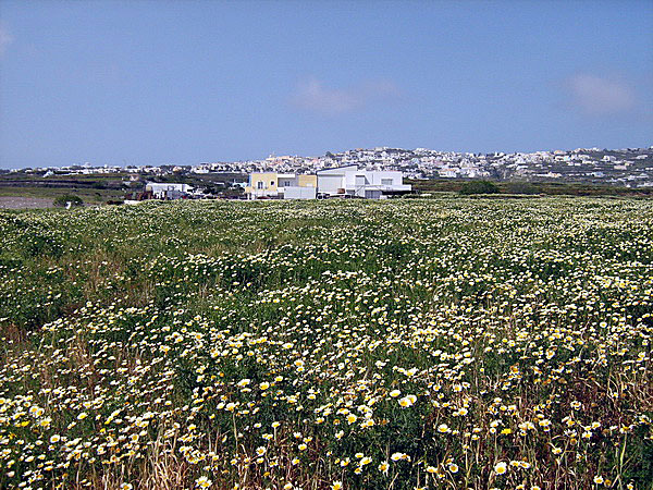 Blommande ängar mot Karterados. Santorini.