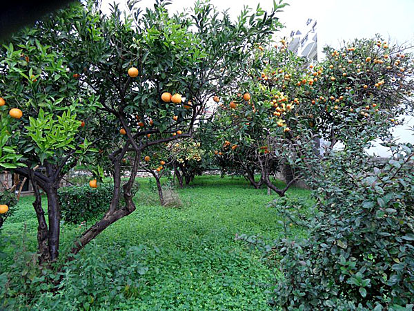 Apelsiner i Edipso på Evia.