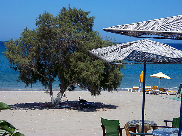 Stranden utanför Benissimo på Karpathos.