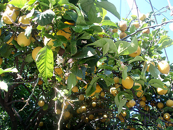 Citroner. Skopelos.