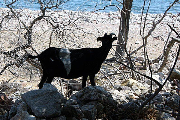 Getter vid Lethra beach på Tilos.