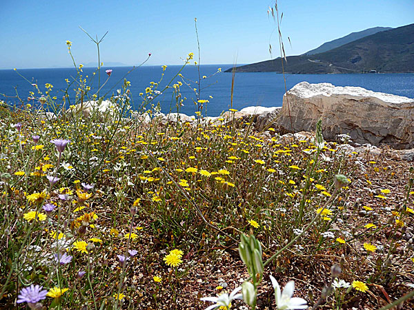 Tilos. I bergsskrevorna lyste fibblorna gula.