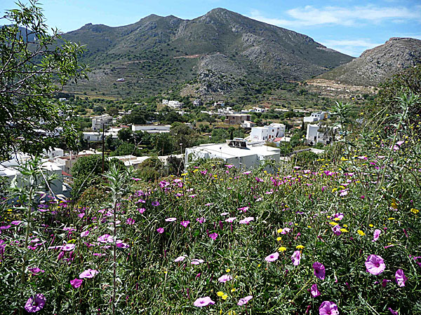 Tilos. Rosa vinda bredde ut sig överallt.