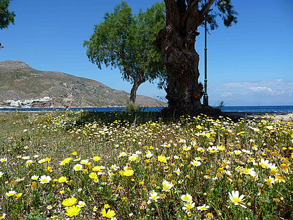 Tilos. Vid stranden i Livadia bredde kranskragar i vitt och gult ut sig som mattor.