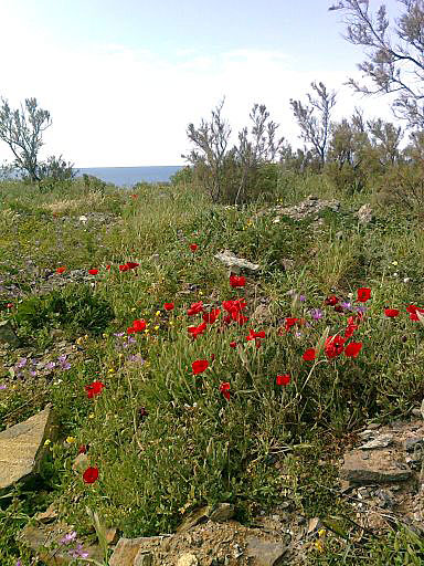 Blommor ute vid monumentet i Chora. Tinos.