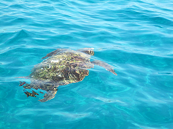 Jättehavssköldpaddan Caretta Caretta på Zakynthos.