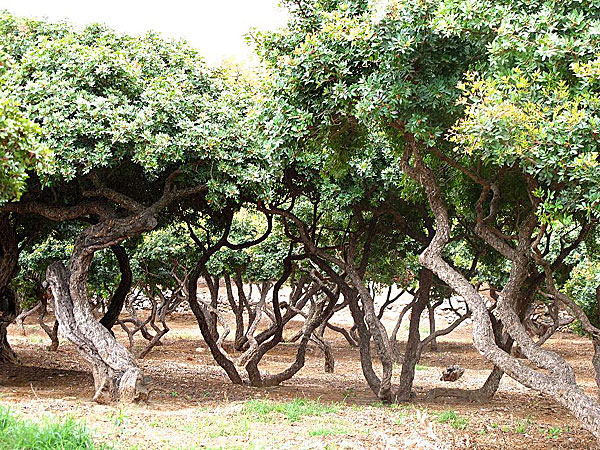 Mastichträd. Chios.