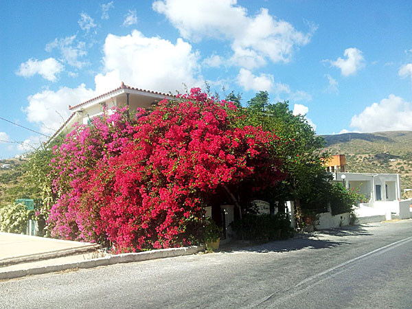 Här ska man bo om man gillar bougainvilla. To Meltemi. Andros.