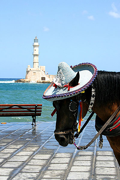 Häsrdroska. Chania.