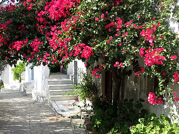 Agapi. Tinos.