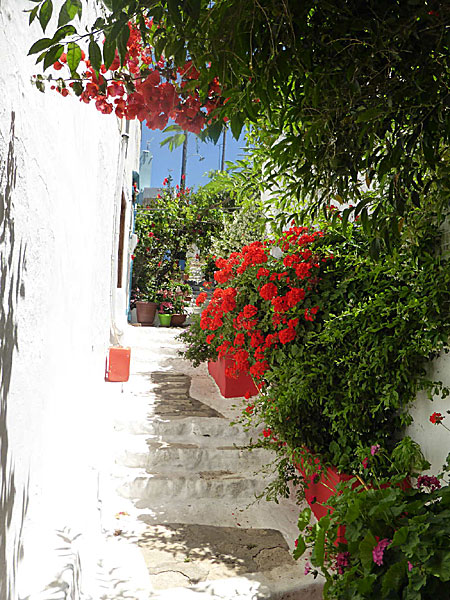 Vackra blommor på Kastellorizo i Grekland. 