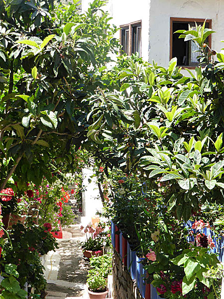 Vackra blommor på Kastellorizo i Grekland. 