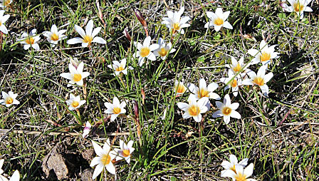 Skenkrokus. Kreta,