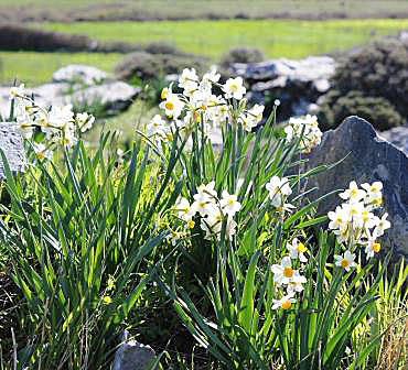 Narcisser. Kreta.