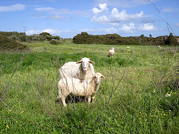 Zaglanikiánika. Kithera.