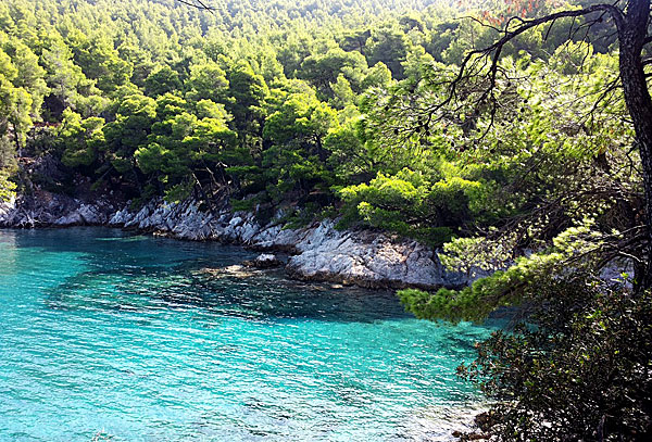 Amarandos. Skopelos.