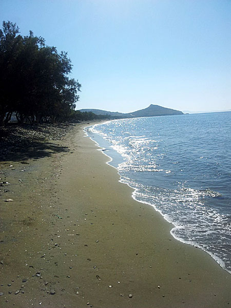 Nu dag och alltid samma morgonpromenad. Tinos.