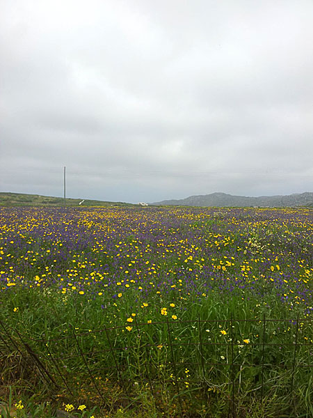 Äng nedanför Exomburgo. Vandra på Tinos.