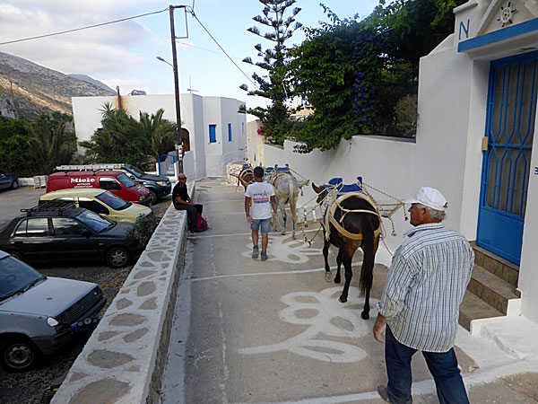 Åsnor i Langada på Amorgos.