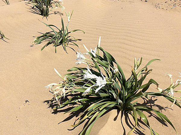 Ökenblomma. Gomata beach på Limnos i Grekland.