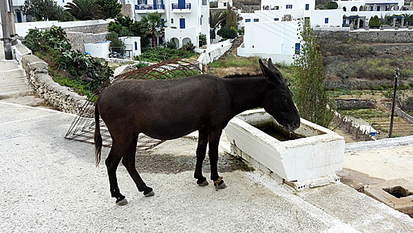 Amorgos. Tholaria.